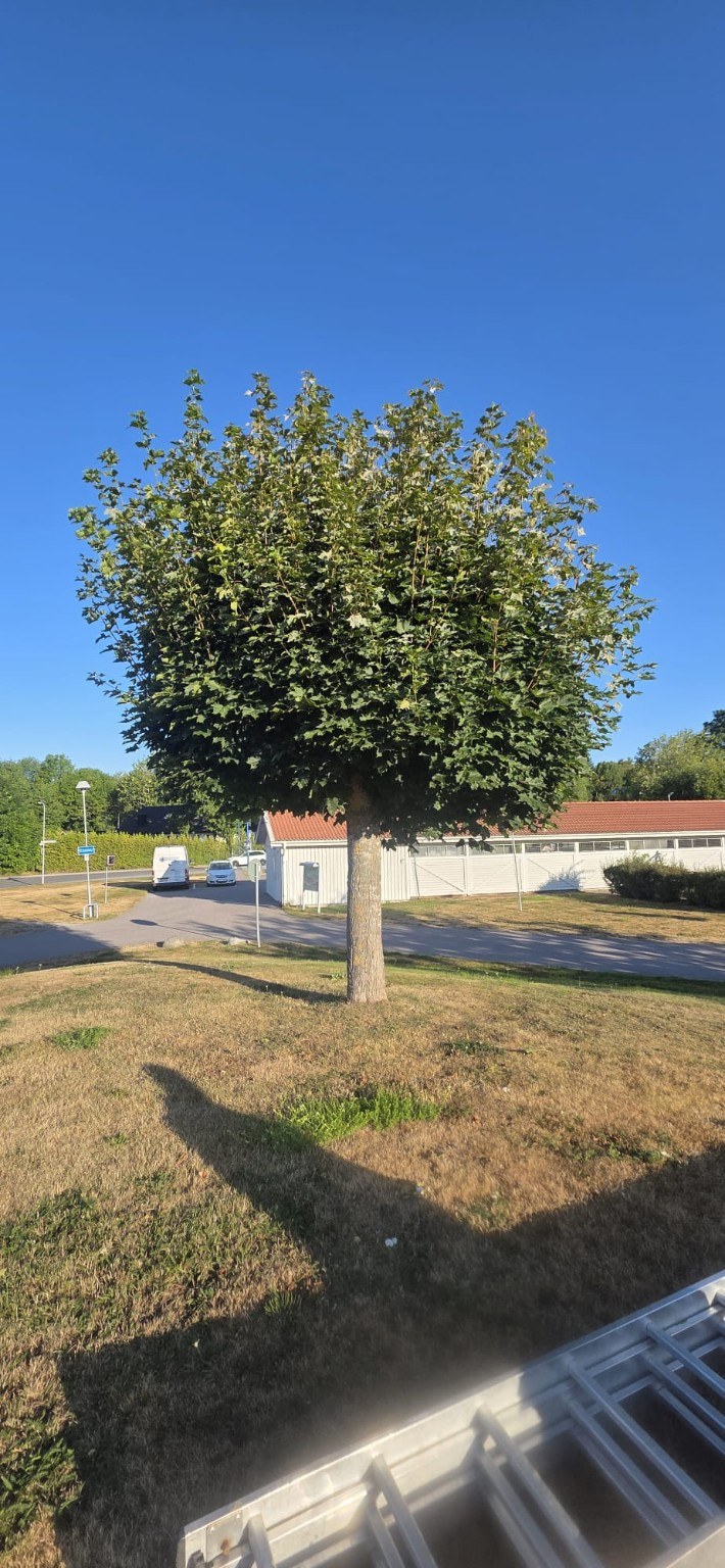 Träd före beskärning